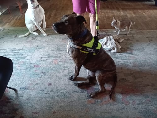 Chien portant le harnais XELAE au soleil