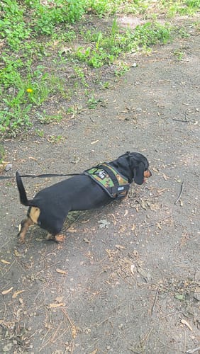 Herbie portant son harnais XELAE