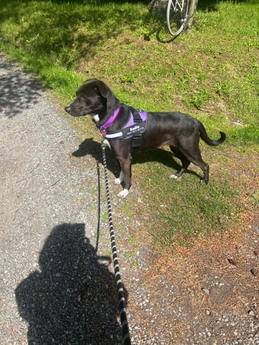 Sadie, chienne portant le harnais XELAE violet sur un chemin de gravier