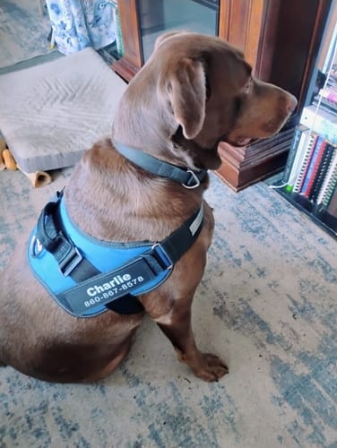 Maîtresse promenant son chien équipé du harnais XELAE