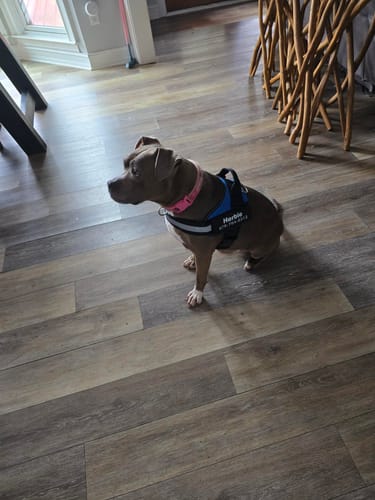 Chien portant le harnais XELAE