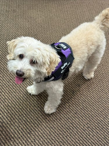 Chien portant le harnais XELAE à la bonne taille