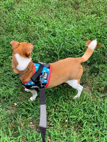 Archie portant le harnais XELAE et sa laisse