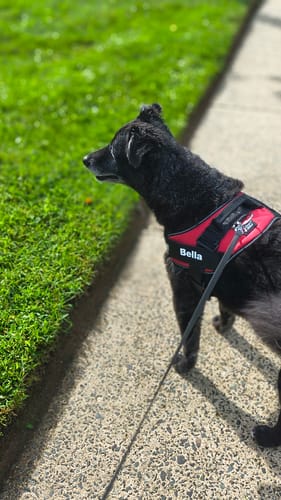 Bella portant le harnais XELAE