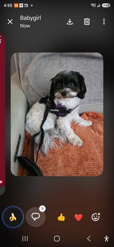 Chien portant le harnais XELAE