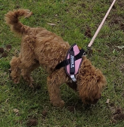Chienne portant le harnais XELAE