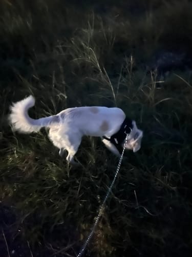 Chien portant le harnais XELAE confortable