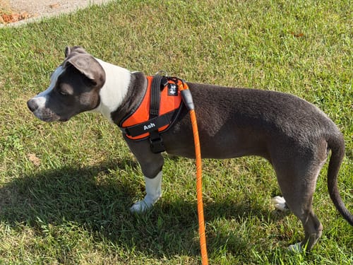 Chien portant le harnais XELAE bien ajusté
