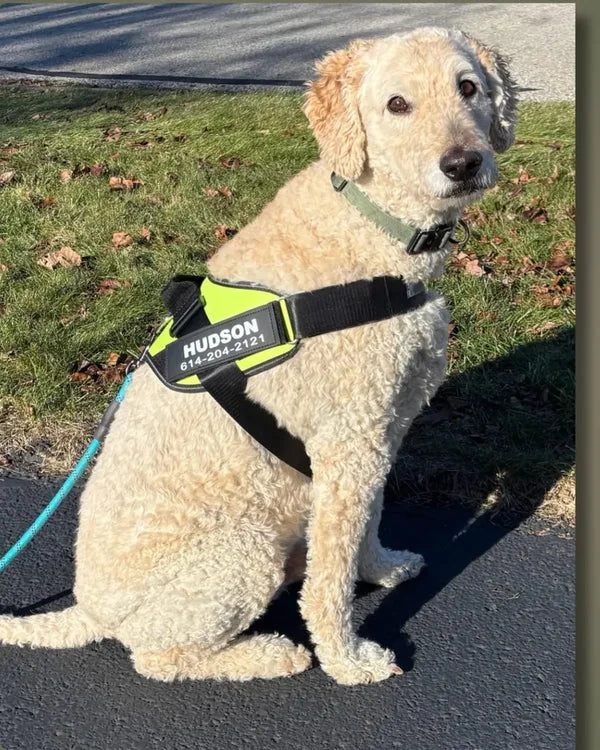 Chien en balade avec le harnais XELAE
