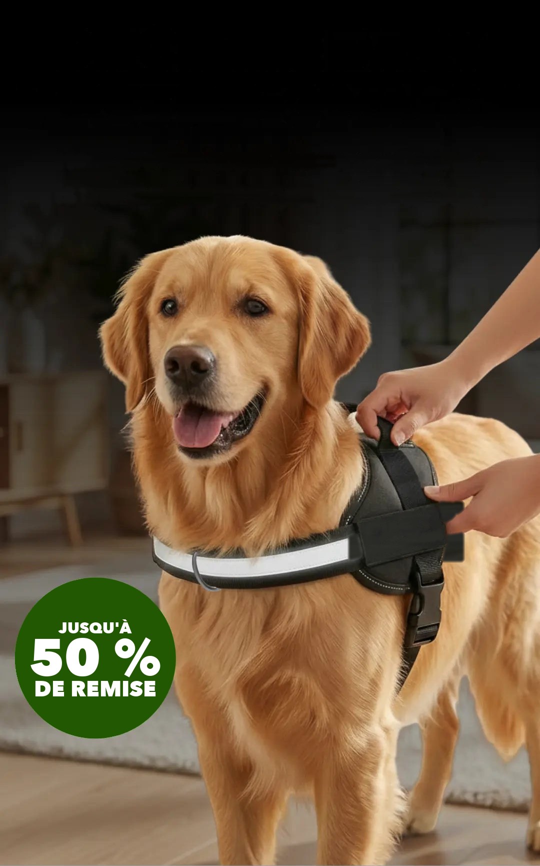 Golden retriever portant le harnais anti-tirage XELAE