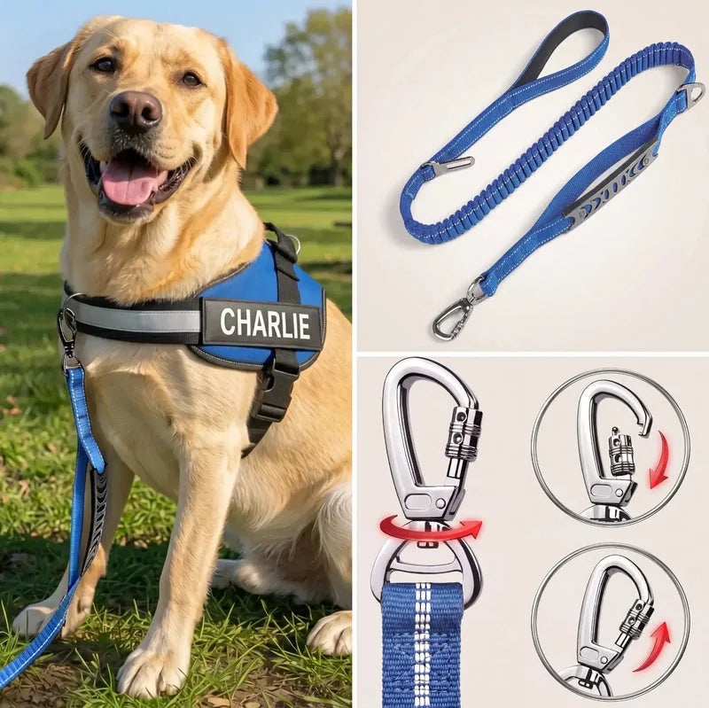 Labrador en promenade avec le harnais et la laisse bungee