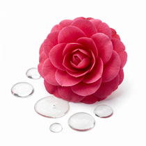 Olio di Camelia