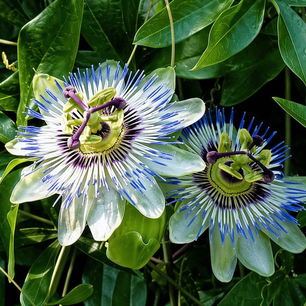 Olio di semi di passiflora